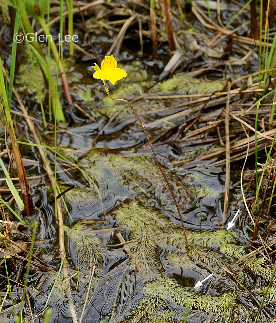 Utricularia intermedia photos Saskatchewan Wildflowers